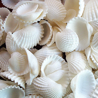 Coquillages flottants - Naturels - Blanc/Blanc cassé - Avec des effets de couleur Aqua - Décorations de vase et dispersion de table