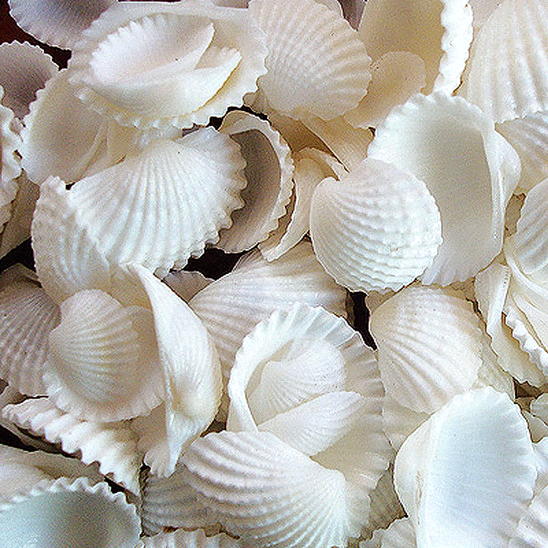 Coquillages flottants - Naturels - Blanc/Blanc cassé - Avec des effets de couleur Aqua - Décorations de vase et dispersion de table