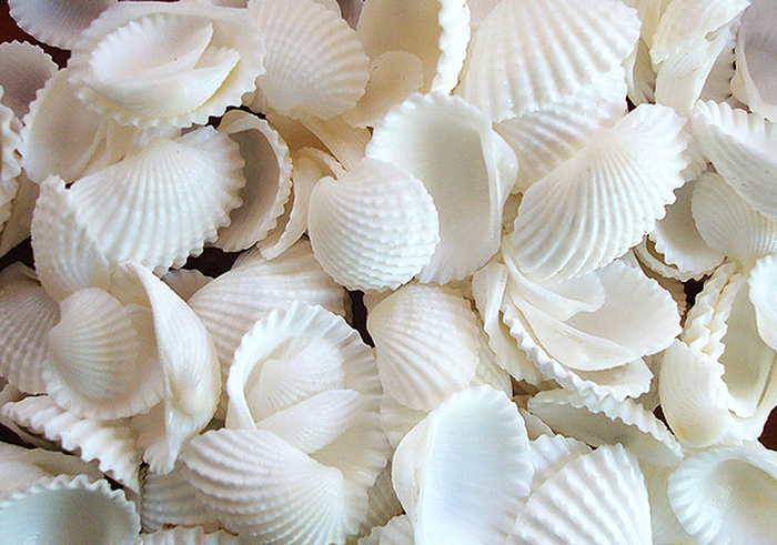Schwimmende Muscheln – natürlich – weiß/cremefarben – mit aquafarbenen Effekten – Vasendekorationen und Tischdekoration