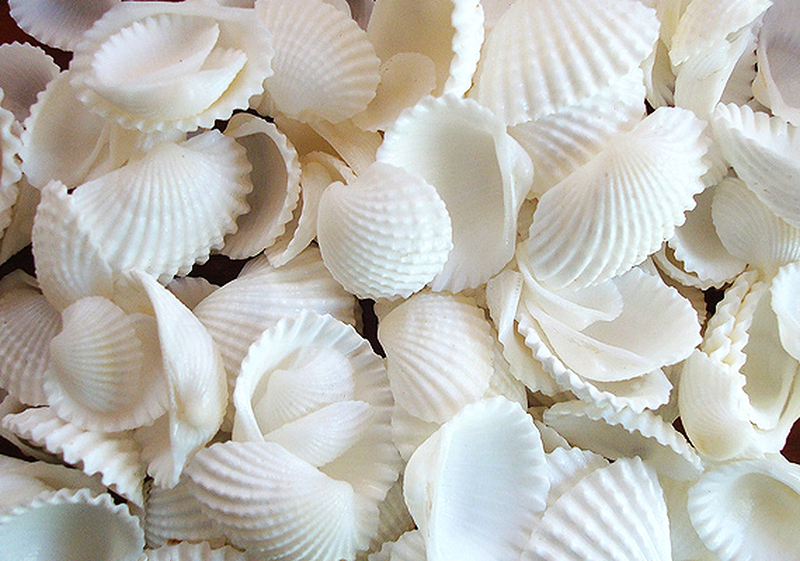 100 Floating Natural White Seashells-Sea Glass-Aqua Effects-Fills 1 Gallon for your vases With Transparent Water Gels Measured Floating Kit-with Option: 3 Submersible Fairy Lights-Vase Decorations & Table Scatter